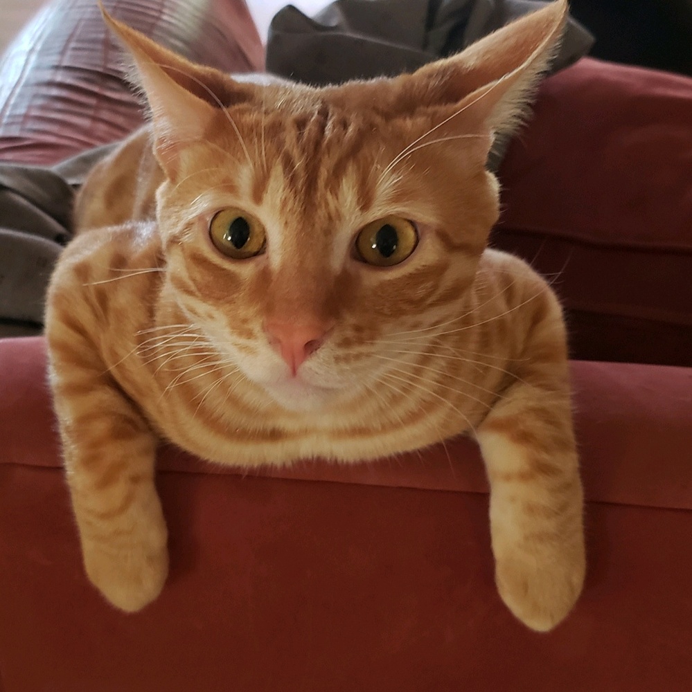 Meet your Posher, Conny